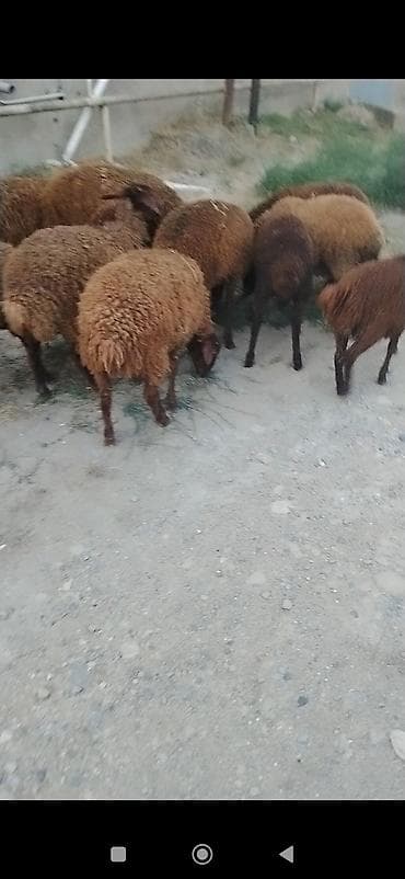 at satılık: Quzu, Erkək, Qala, ay: 1, 25 kq, Damazlıq, Ünvandan götürmə — 4