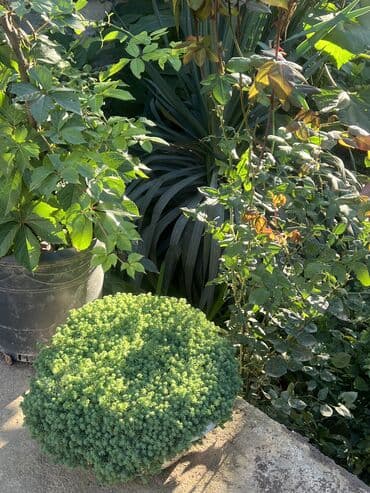 продажа комнатных растений: Her nov guler var endirimnen verecem Gencedi istiyen yazsin satiş — 29