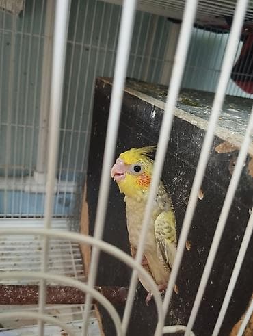 dekarativ quslar: Korella papuqayları hazır cütlər.3 ədəd 1 aylıq balaları var.Hamsı tam — 3