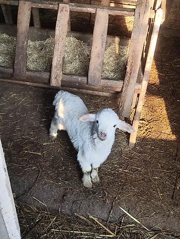 Yemlər: Ağ rəngli cücərmiş quzu - Növlə: qoyun/quzu - Rəng: tam ağ, yumşaq və — 2