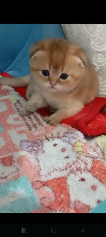 heyvan: Şotland — 10