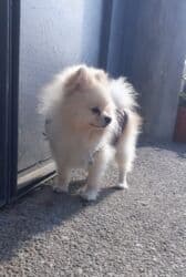 померанский шпиц купить: Шпиц, 1 год, Самец, С прививками — 2