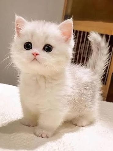 pişik şekileri: Şotland — 2