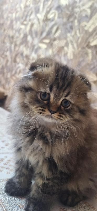 sahiblən: Şotland, Yaxşı əllərə — 1