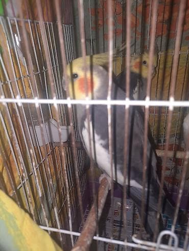 tutu kuşu: Yaxşı qyşlardi mahnı oxuyurlar hazır erkeklerdi cüt halındada vere — 10