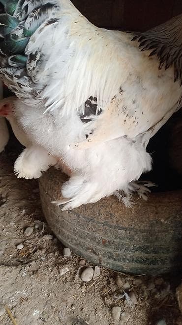 tap az afcarka: Damazliq 9 ayliq ağ-zərif rəng çalarında, quyruq lələkləri tünd — 6