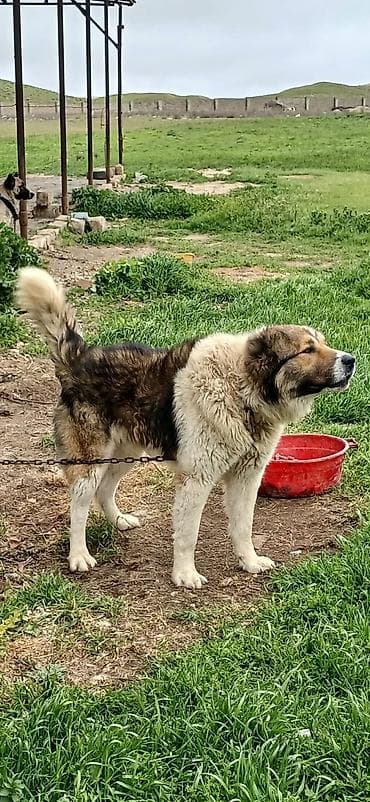 coban itləri: Qafqaz çoban iti, 1 il, Erkek — 7