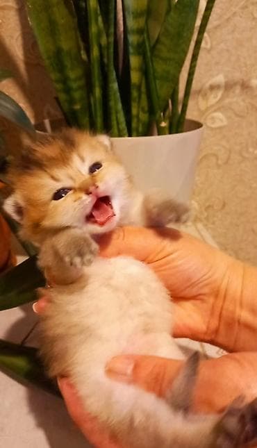 pişik geyimi: Qızıl şinşilla, Erkək — 2