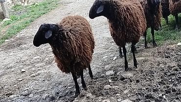 hinduska satilir: 3 baş damazlıq qoç satılır qiyməti 800 manat. 3 baş da dişi quzu — 5