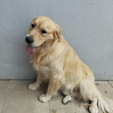 ev heyvanları: Retriever, Erkek, Peyvəndli, Ünvandan götürmə — 9