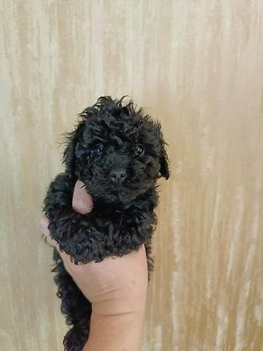 heyvanlar: Pudel, 2 ay, Erkek, Peyvəndli, Ödənişli çatdırılma — 6