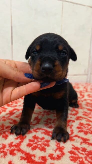 cinsi hevesi artiran dermanlar: Doberman, Dişi, Sənədli, Ünvandan götürmə — 3