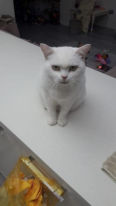 Akvariumlar: Fars — 7