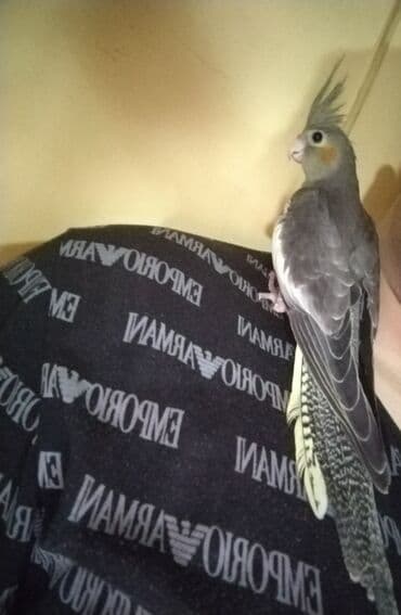 babil quşu: Məhsul: Korella tutuquşusu (cockatiel) Təsvir: - Gözəl çalarlı boz — 3