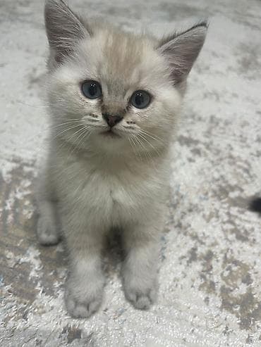 Erkək, Dişi, Yaxşı əllərə, Ünvandan götürmə, Pulsuz çatdırılma, Ödənişli çatdırılma