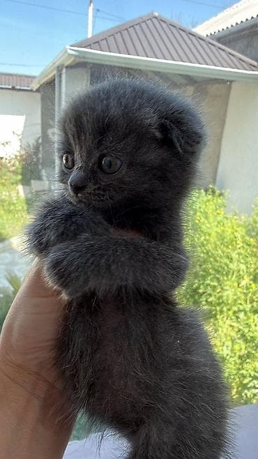 sallaq qulaq pişik: Şotland yastı qulaq — 3