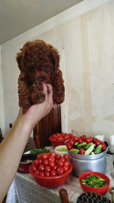heyvan bazari: Pudel, 1 ay, Erkek, Peyvəndli, Pulsuz çatdırılma — 1
