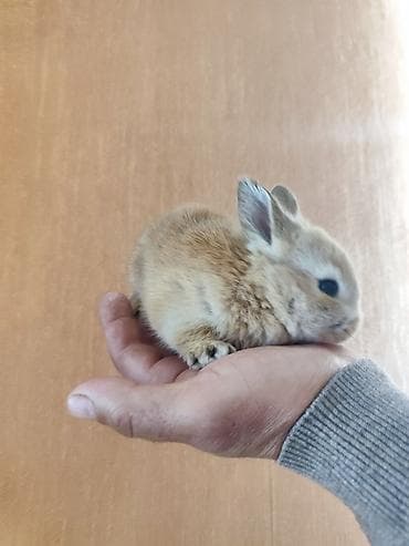 it yuvası satilir: Təmizdir. Sağlamdır. Ev dovşanı. Sahibinə öyrəşdikdə onu tanıyır, çox — 5