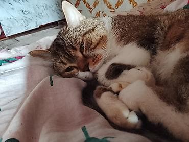 Tabbi, Erkək, Yaxşı əllərə, Ünvandan götürmə