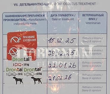 avcarka balaları: Doberman, 3 ay, Dişi, Peyvəndli — 8