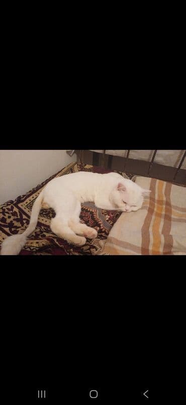 pisik yuvalari: Ünvandan götürmə — 2