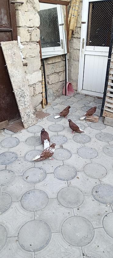 quşlar goyərcin: Agquyruqlar 5de erkekdi qiymet birine aiddi — 5