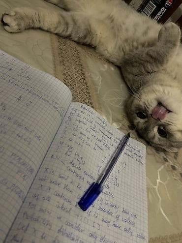 xaski ucuz: Şotland, Erkək, Cütləşmə üçün — 4