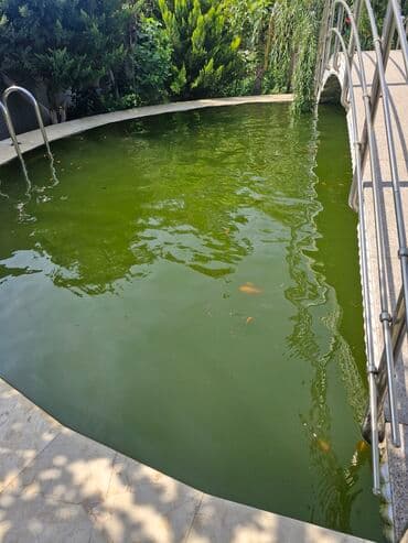 oskar balığı: Koi, Sülhsevər, Ünvandan götürmə — 2