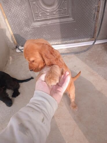 ZİL: Koker spaniyel — 3