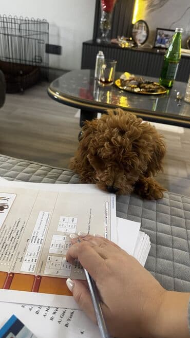 qurbanliq sekilleri: Pudel, 4 ay, Dişi, Peyvəndli, Ünvandan götürmə — 5