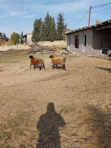 qoyunların qiyməti: Qoyunların üçüdə erkəydi ikisi 35 kilodan çox çəki verir biri isə 40 — 10