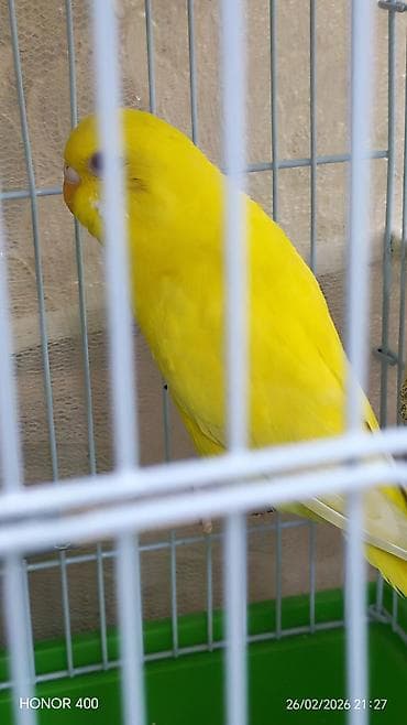 Gəmiricilər: Valnitsi tutuquşulardi bala quşlardi sari quş digərlərindən — 6