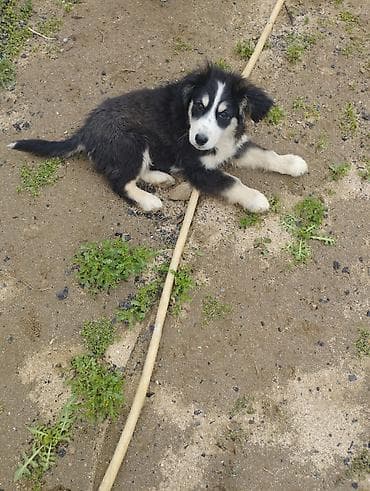 heyvan sahiblənmə: Koker spaniyel, 2 ay, Erkek, Cütləşmə üçün, Ödənişli çatdırılma — 5