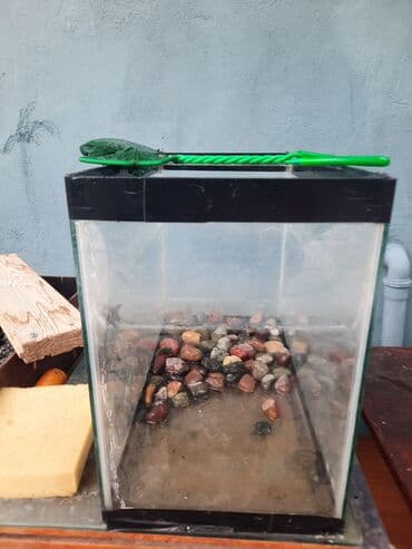 betta balıq: Dördbucaq akvarium, Boş, 10 l, Ödənişli çatdırılma — 3