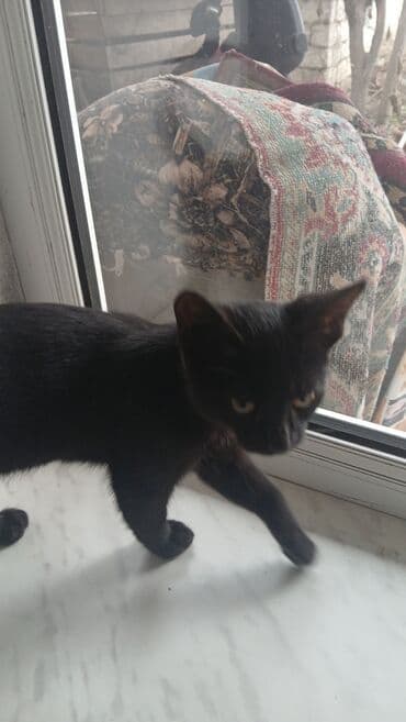 maykonq pişiyi: Erkək, Yaxşı əllərə — 2