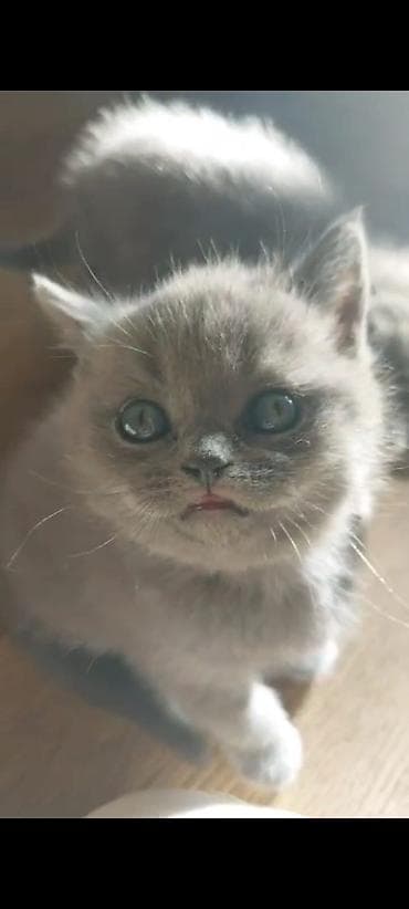 it bala: Britan, Erkək, Dişi, Yaxşı əllərə, Ünvandan götürmə, Pulsuz çatdırılma, Ödənişli çatdırılma — 4