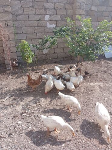 Inəklər, öküzlər: Dişi, Yumurtalıq — 2