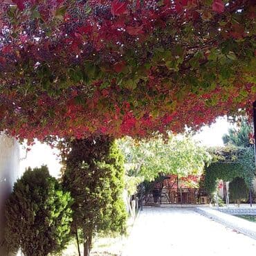 heyət evi: 6 otaqlı, 330 kv. m, Yeni təmirli — 20