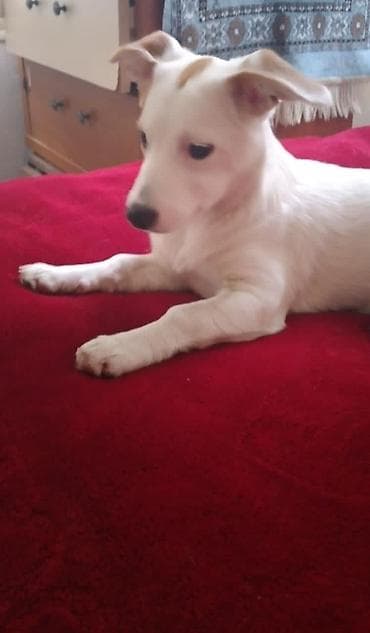 malinois satilir: Real alıcılar narahat eləsin qiymət 170 real alıcıya endirim cinsi — 4