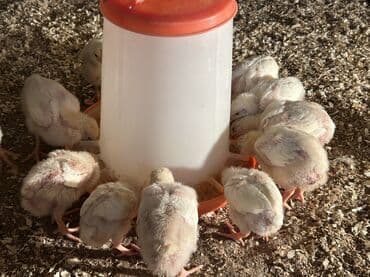 hinduşqa cücələri: Toyuq cücələri, Ətlik, Ünvandan götürmə — 6