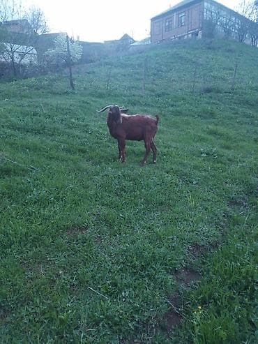 kənd toyuqlarının satışı: Məhsul: Təkə (2 baş) Təsvir: - Uzun tüklü, yarıdaraq qəhvəyi–sarı — 6