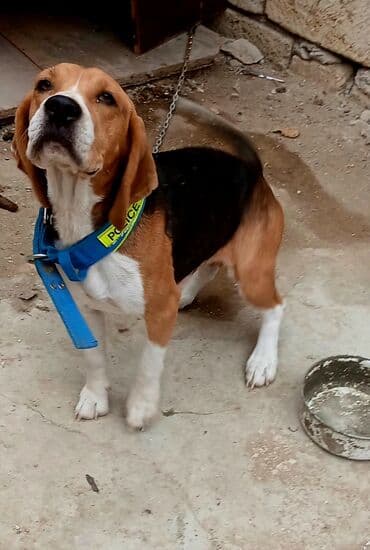 отдам собаку в хорошие руки: Бигль — 2