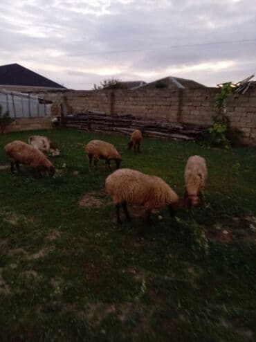 südlü inekler: Самка, Qala, лет: 1, 50 кг, Для мяса, Для разведения, Для молока, Платная доставка — 3