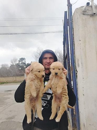 Pişiklər: Labrador-retriver, 2 ay, Erkek, Peyvəndli, Ünvandan götürmə — 3