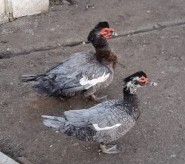 Куры: Muscovy ördəkləri (indi süs və təsərrüfat üçün) - Cins: Muscovy — 1
