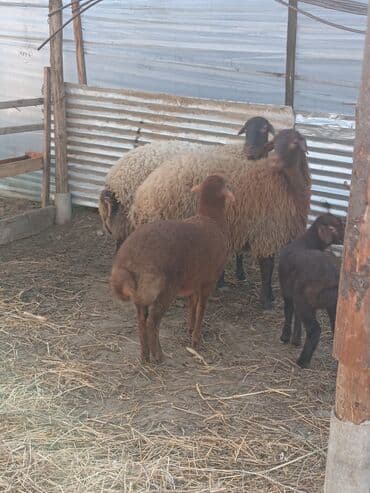 Dişi, Qala, il: 1, 50 kq, Damazlıq, Ünvandan götürmə lalafo.az -da Dişi, Qala, il: 1, 50 kq, Damazlıq, Ünvandan götürmə