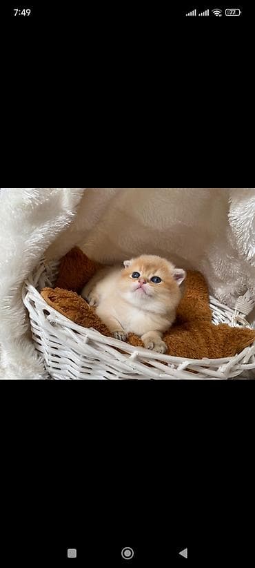 ucuz heyvanlar: Qızıl şinşilla, Erkək, Dişi — 9