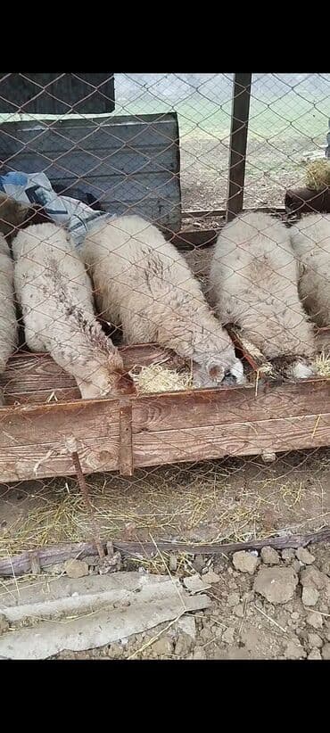 10 dene qoyun saatlir koç almişda var kəskilikdə var