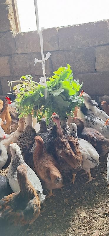 Собаки: Курица, Для разведения, Платная доставка — 5