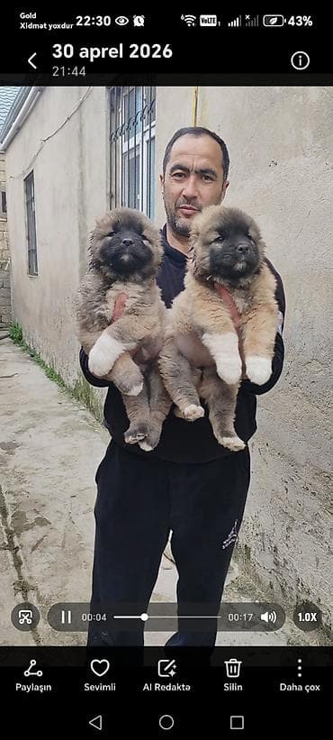 Qafqaz çoban iti, 1 ay, Dişi, Peyvəndli, Pulsuz çatdırılma
